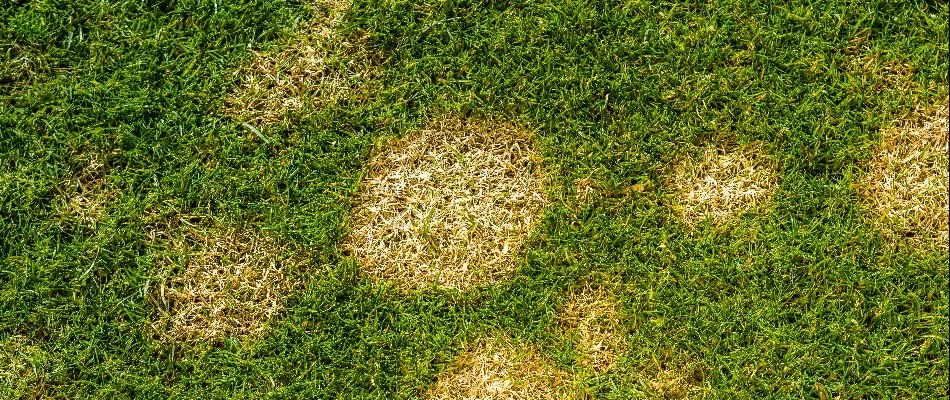 Lawn in Miramar, FL, with brown patch disease.