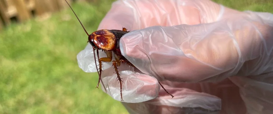 Man holding a cockroach in Sunrise, FL.