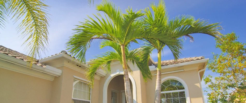 Home with palm trees and shrubs in Lauderhill, FL.