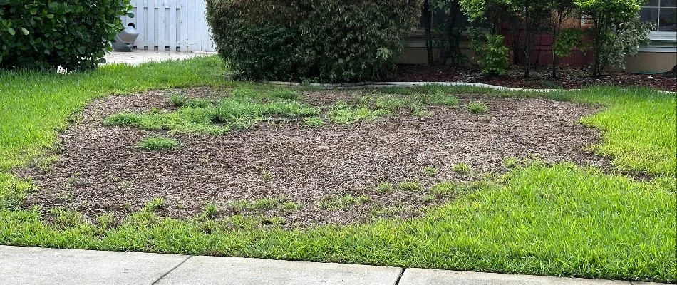 A patchy lawn area with sparse grass growth surrounded by well-maintained green grass and shrubs, with a sidewalk visible in the foreground.