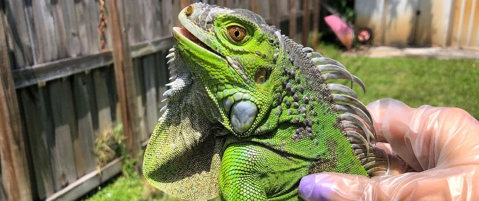 People holding a green iguana in Miami, FL.