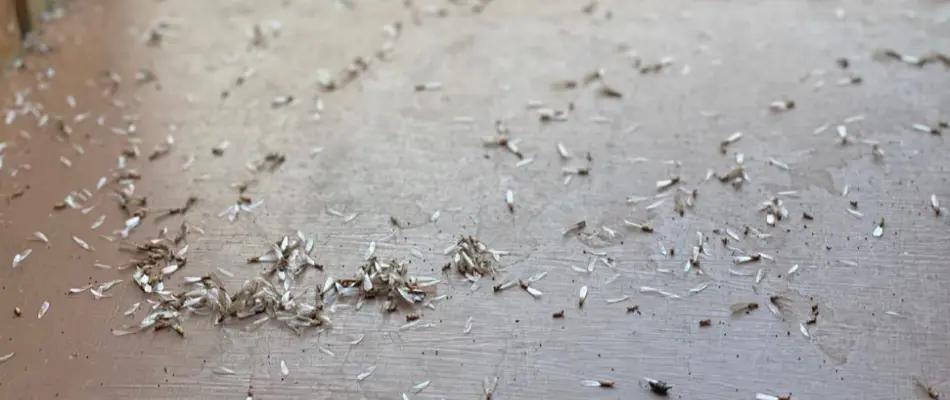Dead termites on window in Miramar, FL.