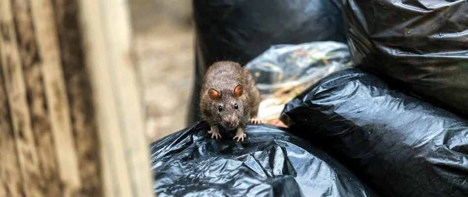 Rat found with garbage in Miramar, FL.