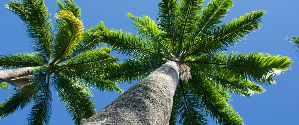 Royal palm trees near a business in Lighthouse Point, FL.