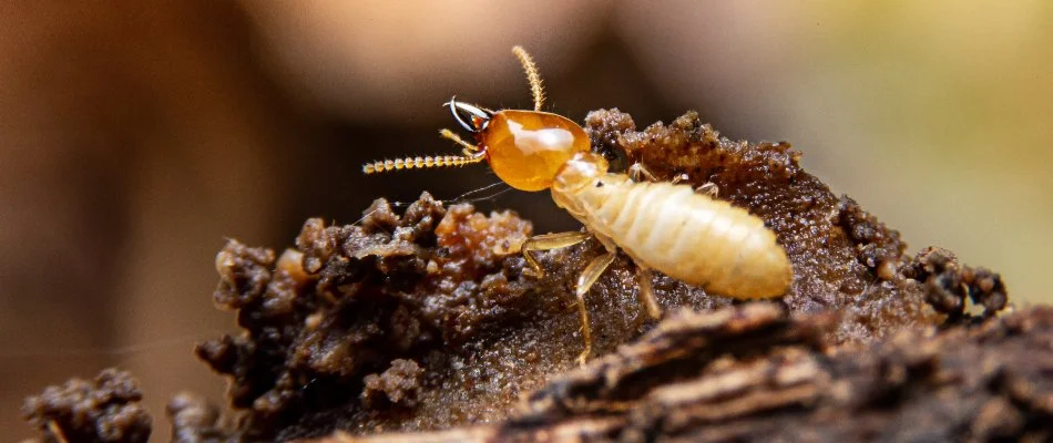 Termite on a piece of wood on a property in Miramar, FL.