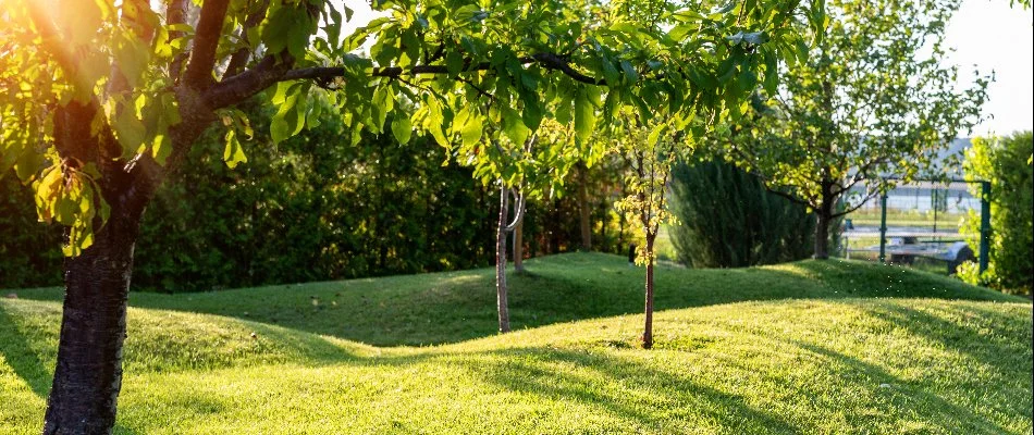 Small trees on a hilly landscape in Miramar, FL.