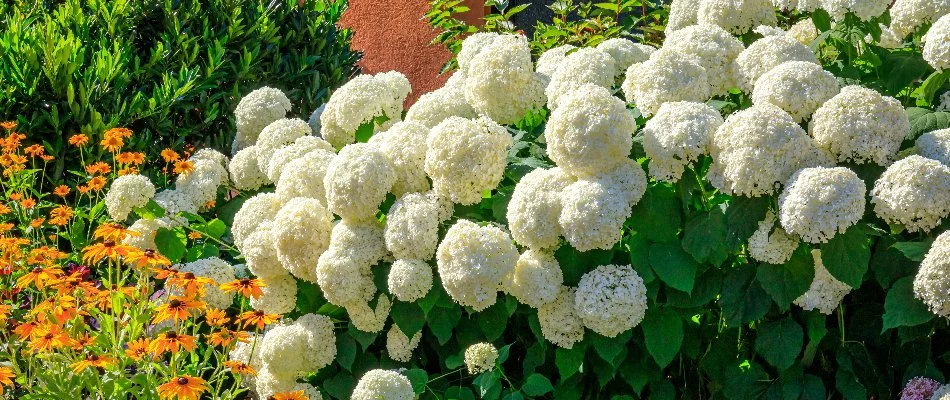 Garden in Southwest Ranches, FL, with white hydrangeas.