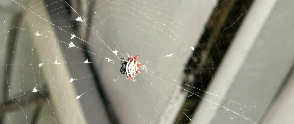 Spider on its web in Country Club, FL.