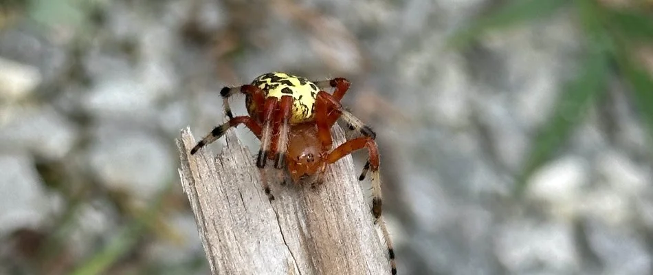 Spider in yard near Miramar, FL.