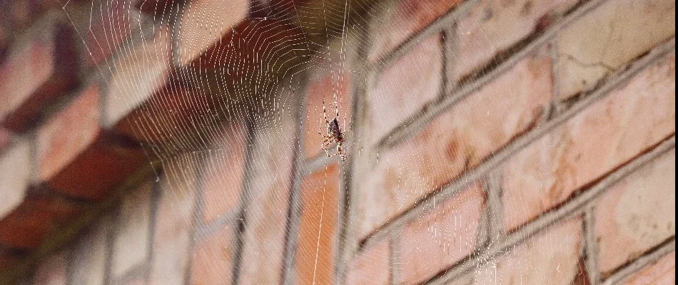 Spider on a web near a brick building in Miramar, FL.