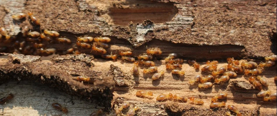 Termites crawling on a piece of wood in Hollywood, FL.