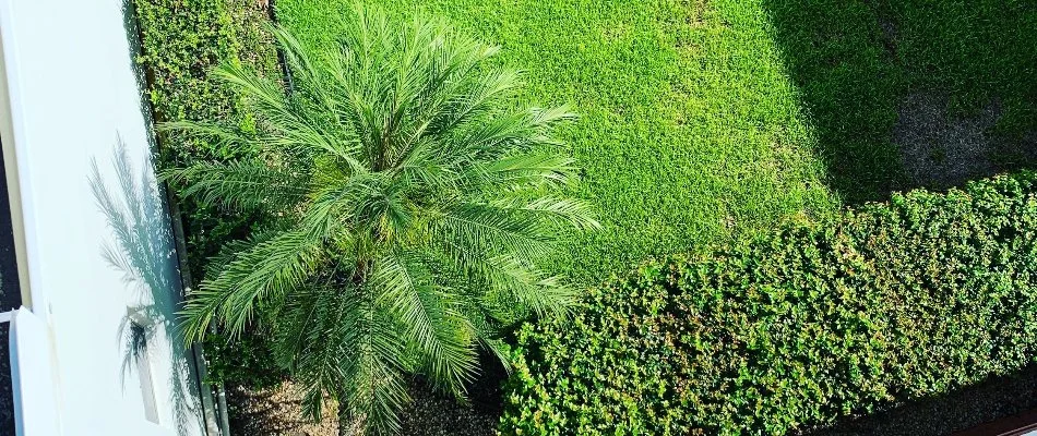 Apartments in Lauderdale Lakes, FL, with palm tree and shrubs.