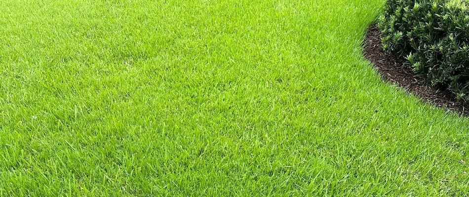 Vibrant, green grass in Coconut Grove, FL, and a shrub.
