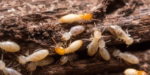 Termites feeding on wood.