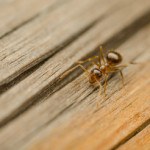 house ant on wood