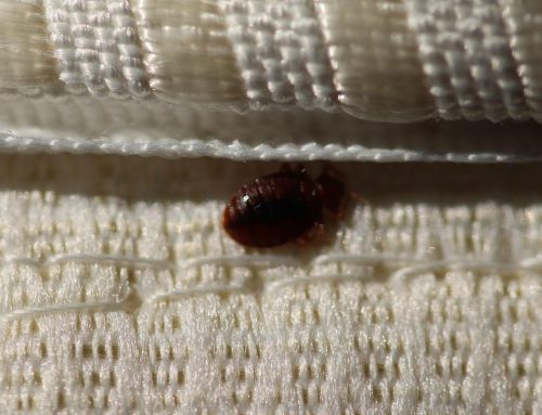 How to Check for Bed Bugs: A Guide