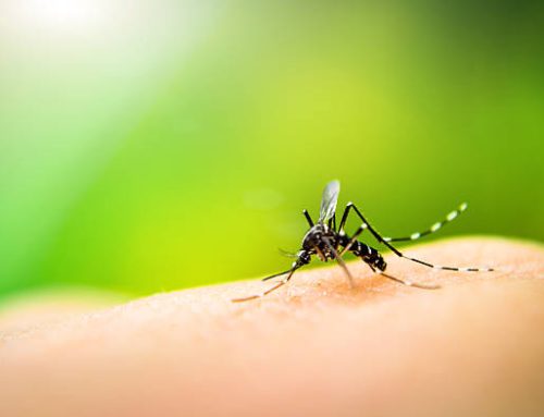 4 Common Diseases That Are Transmitted By Mosquitoes