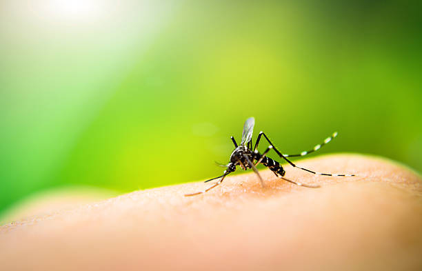 Diseases Transmitted By Mosquitoes