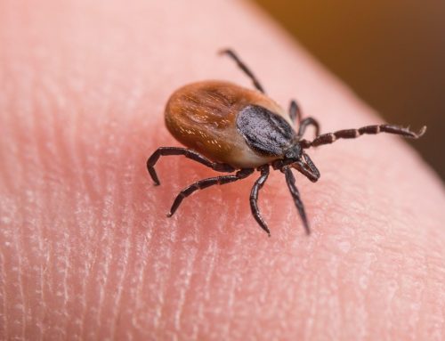 How to Avoid Insect Stings at Home